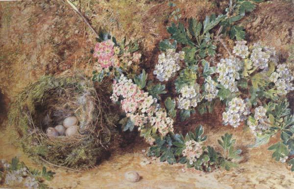 William Henry Hunt,OWS Chaffinch Nest and  May Blossom (mk46)